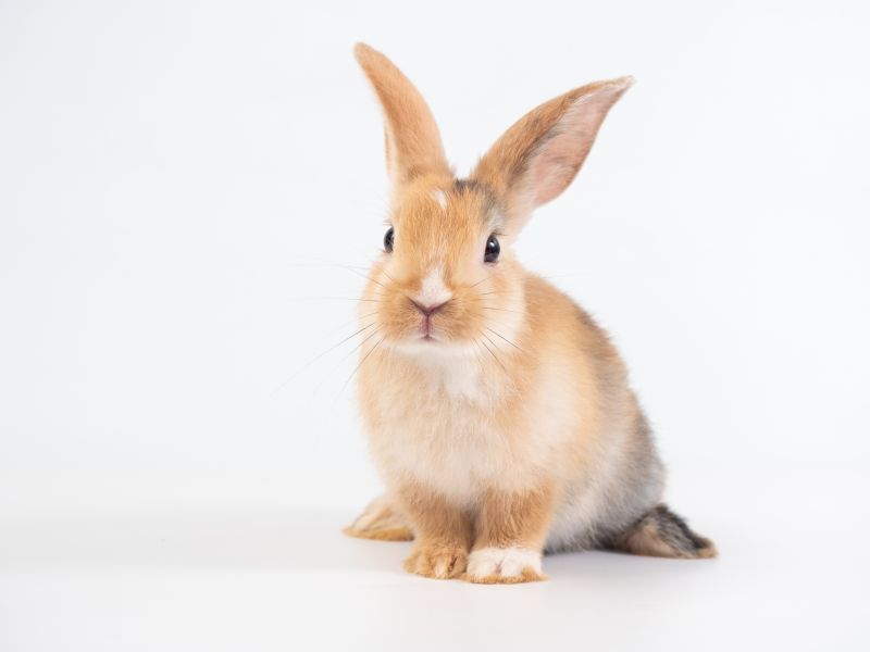 Increase Your Rabbit Removal Service Business with an AI Driven, Targeted Website