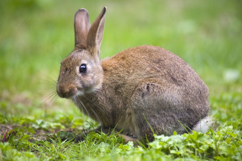 Wildlife Removal Service