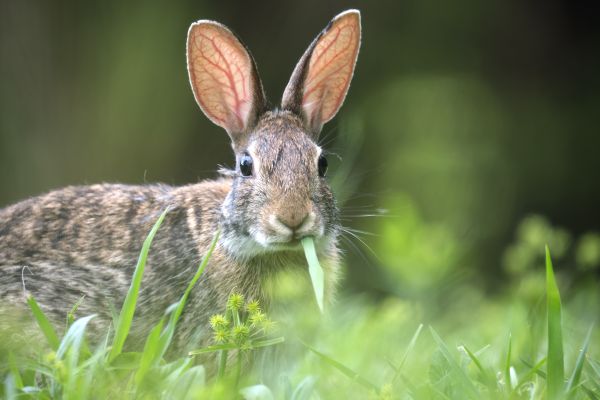 Rabbit Pest Control