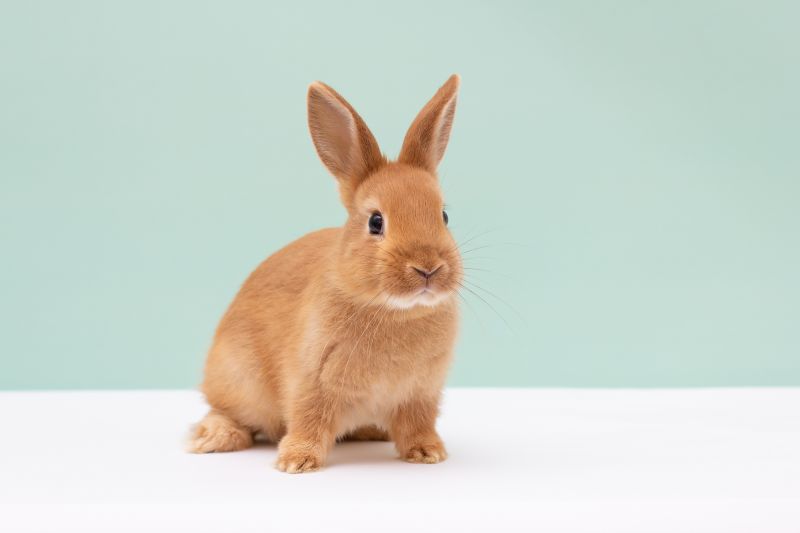 Rabbit Removal Service