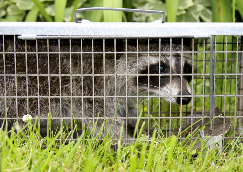 Rabbit Removal Service