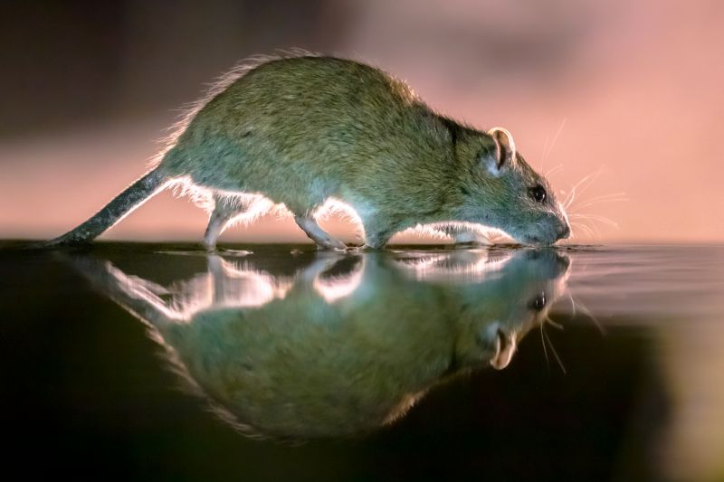 Rabbit Removal Service