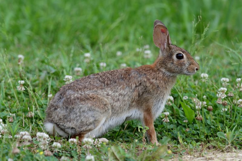 Rabbit Removal Service
