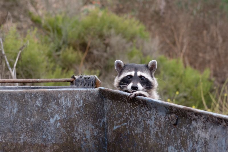 Raccoon Removal