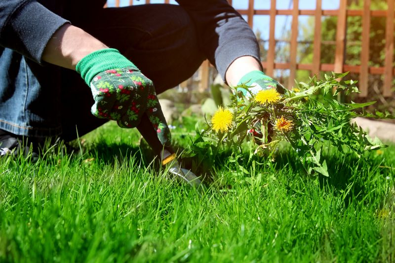 Landscaping and Pest Management Firms