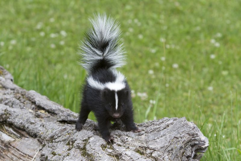 Skunk in Yard