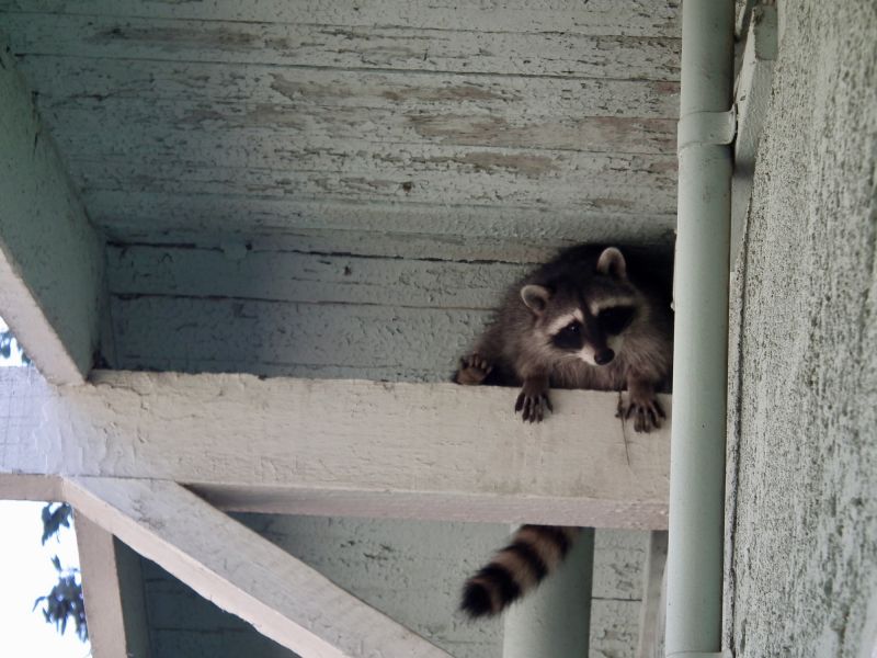 Raccoon in Attic